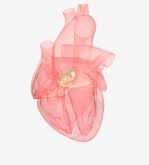 Transcatheter Aortic Valve Replacement (TAVR)